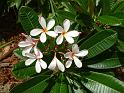 Frangipani P. obtusa Darwin Petite Pink